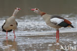 Egyptian Goose (Alopochen aegyptiaca)