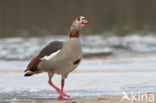 Egyptian Goose (Alopochen aegyptiaca)