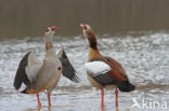 Egyptian Goose (Alopochen aegyptiaca)