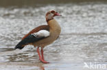 Egyptian Goose (Alopochen aegyptiaca)