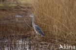 Grey Heron (Ardea cinerea)