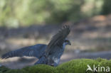 Goshawk (Accipiter gentilis)
