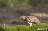 Goshawk (Accipiter gentilis)