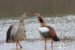 Egyptian Goose (Alopochen aegyptiaca)