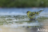 Eurasian Siskin (Carduelis spinus)