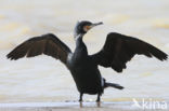 Cormorant (Nannopterum harrisi)