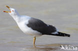 Kleine Mantelmeeuw (Larus fuscus)