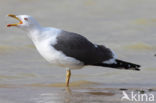 Kleine Mantelmeeuw (Larus fuscus)