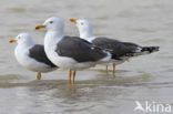 Kleine Mantelmeeuw (Larus fuscus)