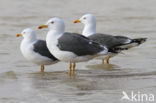 Kleine Mantelmeeuw (Larus fuscus)