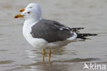 Kleine Mantelmeeuw (Larus fuscus)