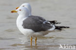 Kleine Mantelmeeuw (Larus fuscus)