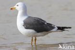 Kleine Mantelmeeuw (Larus fuscus)