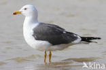 Kleine Mantelmeeuw (Larus fuscus)