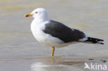 Kleine Mantelmeeuw (Larus fuscus)