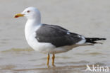 Kleine Mantelmeeuw (Larus fuscus)