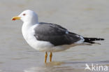 Kleine Mantelmeeuw (Larus fuscus)