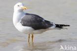 Kleine Mantelmeeuw (Larus fuscus)