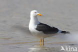 Kleine Mantelmeeuw (Larus fuscus)