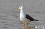 Kleine Mantelmeeuw (Larus fuscus)