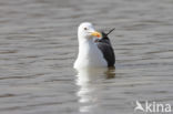 Kleine Mantelmeeuw (Larus fuscus)