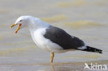 Kleine Mantelmeeuw (Larus fuscus)