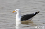 Kleine Mantelmeeuw (Larus fuscus)