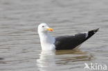 Kleine Mantelmeeuw (Larus fuscus)