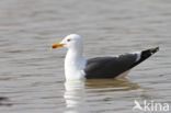 Kleine Mantelmeeuw (Larus fuscus)