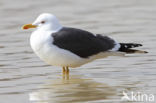 Kleine Mantelmeeuw (Larus fuscus)