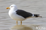 Kleine Mantelmeeuw (Larus fuscus)