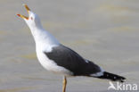 Kleine Mantelmeeuw (Larus fuscus)