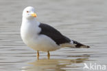 Kleine Mantelmeeuw (Larus fuscus)