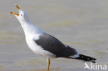 Kleine Mantelmeeuw (Larus fuscus)