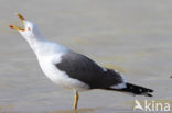 Kleine Mantelmeeuw (Larus fuscus)