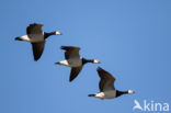 Brandgans (Branta leucopsis)