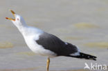 Kleine Mantelmeeuw (Larus fuscus)