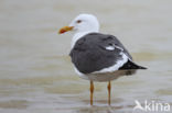 Kleine Mantelmeeuw (Larus fuscus)