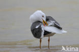 Kleine Mantelmeeuw (Larus fuscus)