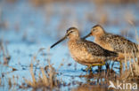 Long-billed Dowitcher (Limnodromus scolopaceus)