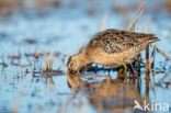 Long-billed Dowitcher (Limnodromus scolopaceus)
