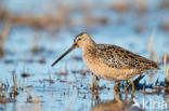 Long-billed Dowitcher (Limnodromus scolopaceus)