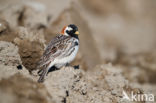 Lapland Bunting (Calcarius lapponicus)