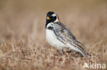 Lapland Bunting (Calcarius lapponicus)