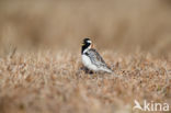 Lapland Bunting (Calcarius lapponicus)