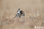 Lapland Bunting (Calcarius lapponicus)