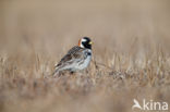 Lapland Bunting (Calcarius lapponicus)