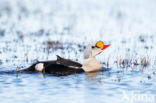 King Eider (Somateria spectabilis)