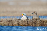 King Eider (Somateria spectabilis)