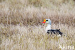 King Eider (Somateria spectabilis)